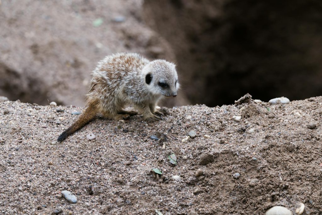 Exploring the Best Credit Card Options in Switzerland: A Comprehensive Guide to Intrum AB and More - Cartões de credito da Suiça