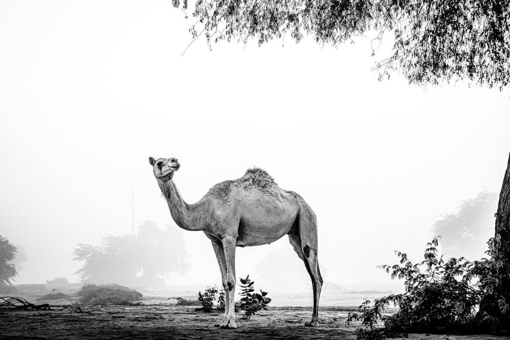 Navigating the UAE Credit Card Landscape: Top Picks from Emirates NBD, ADCB, and More for 2023 - Cartões de credito dos Emirados Árabes